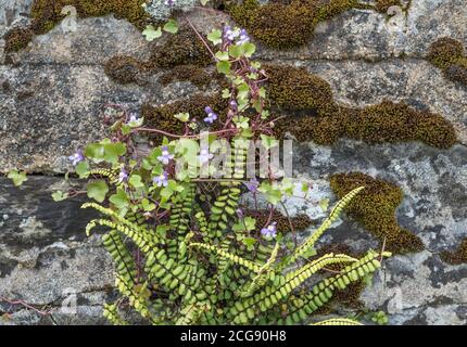 Lin Ã feuilles d'Ivy / Cymbalaria muralis poussant dans un mur de pierre de mousse avec des poils de Maidenhair Spleenwort / Asplenium trichomanes fougère. Banque D'Images