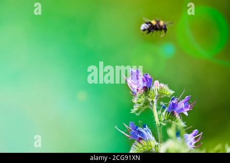 Fleurs bleues et mélangeuses - Blueweed (Echium vulgare). Le brillant de Viper est une plante médicinale. Le bourdon recueille le nectar. Macro. Banque D'Images