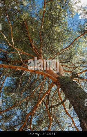 Vue panoramique sur le pin et l'effet de lumière du soleil. High Pine dans la forêt. Gros plan d'un arbre. L'écorce d'un arbre gros plan. Verticale Banque D'Images