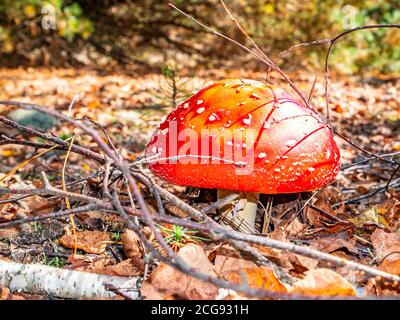 Les champignons toxiques rouge volent agarique dans les conditions naturelles de la forêt. Banque D'Images