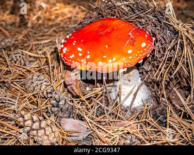 Les champignons toxiques rouge volent agarique dans les conditions naturelles de la forêt. Banque D'Images