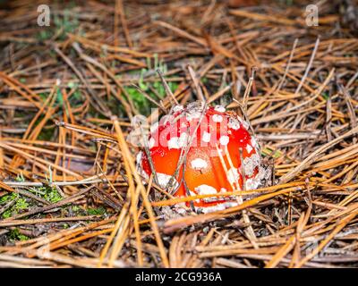 Les champignons toxiques rouge volent agarique dans les conditions naturelles de la forêt. Banque D'Images