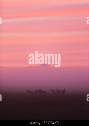 Groupe de chevaux islandais au beau coucher du soleil. Paysage mystique et dramatique avec ciel coloré. Banque D'Images