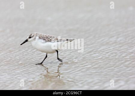 Sanderling (Calidris alba) en hiver plumage sur la plage Banque D'Images