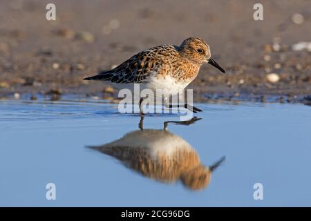 Sanderling (Calidris alba) en reproduisant le plumage sur la plage au printemps Banque D'Images