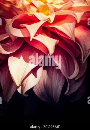 Un peu abstrait de feuilles de Dahlias déchiqueantes dans les frontières de la maison de Rousham, Oxfordshire. Banque D'Images