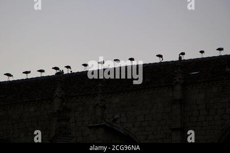 Silhouette de cigognes uniformément espacées perchées sur le toit de La cathédrale de Palencia de style gothique de Saint-Antolin à Palencia Castille et Leon Espagne Banque D'Images