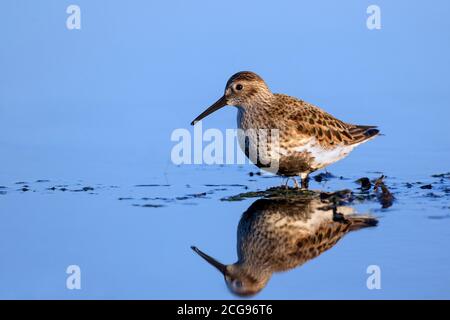 Dunlin (Calidris alpina) en reproduisant le plumage sur la plage au printemps Banque D'Images