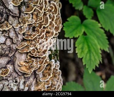 Champignons de la queue de dinde (Trametes versicolor), poussant sur un tronc d'arbre, parc la Barriere, Manitoba, Canada. Banque D'Images