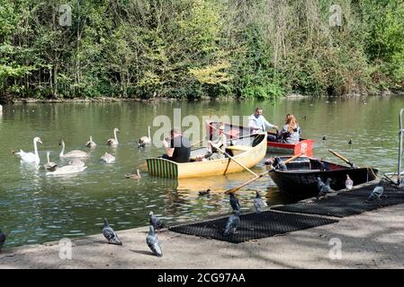 Des gens en bateaux à rames et de photographier les Cygnes Mute sur le lac de plaisance de Finsbury Park, quartier de Harringey à Londres Banque D'Images