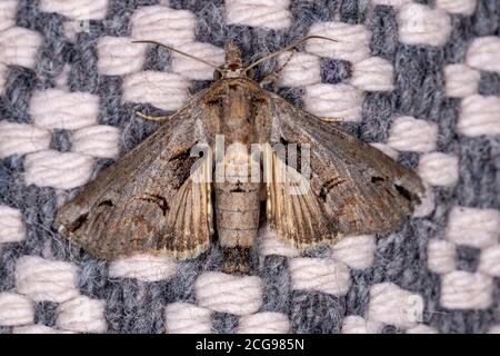 Euteliid Moth de la famille Euteliidae Banque D'Images