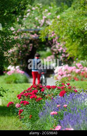 Gardelden, Allemagne. 02 juillet 2020. Le jardin de roses des remparts, qui ont été construits au XVIe siècle pour protéger la ville. Lorsque l'industrialisation a conduit à la croissance de la ville, les fortifications autour de la ville ont été converties en promenade. Depuis, la vieille ville est entourée d'une bande verte de 2.5 kilomètres de long. Les remparts de Gardelden font partie du réseau "Gartenträume - Parcs historisques à Sachsen-Anhalt" qui célèbre cette année son 20e anniversaire. Credit: Klaus-Dietmar Gabbert/dpa-Zentralbild/ZB/dpa/Alay Live News Banque D'Images