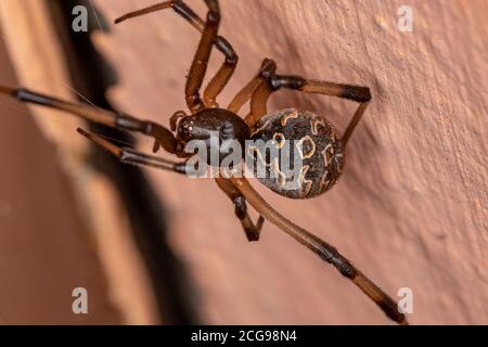 Veuve brune de l'espèce Latrodectus geometricus Banque D'Images