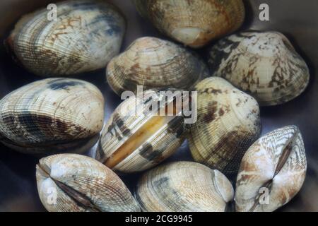 nettoyer le sable des palourdes Banque D'Images