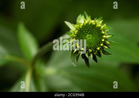Vert immature Violet pomme de terre avant floraison Banque D'Images