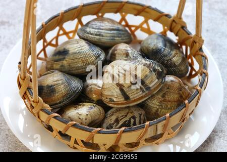 asari clams, c’est une sorte de clame populaire au Japon. Banque D'Images