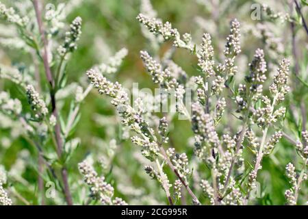 Mugwort (artemisia vulgaris), gros plan de la plante couverte de boutons de fleurs. Banque D'Images