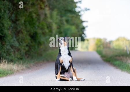 adorable chien de montagne appenzeller posé à l'extérieur en été Banque D'Images