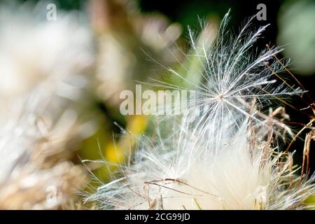 Thistle de lance (cirsium vulgare), gros plan d'une seule graine de plumes en vrac assise sur la tête de la plante avec une faible profondeur de champ. Banque D'Images