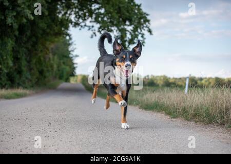 Le chien heureux est en train de courir avec des oreilles flappy, Appenzeller Sennenhund Banque D'Images