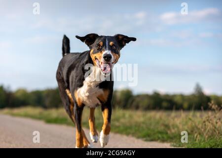 Le chien heureux est en train de courir avec des oreilles flappy, Appenzeller Sennenhund Banque D'Images