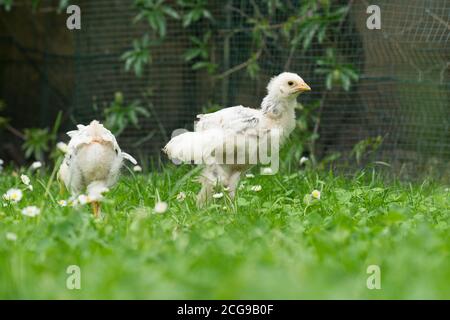 Deux jeunes poules de Pâques moelleuses marchent sur l'herbe dans le jardin Banque D'Images