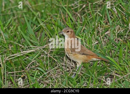 Hornero rufous (Furnarius rufus albogularis) adulte debout dans le champ herbacé de la forêt tropicale de l'Atlantique, Brésil Juin Banque D'Images