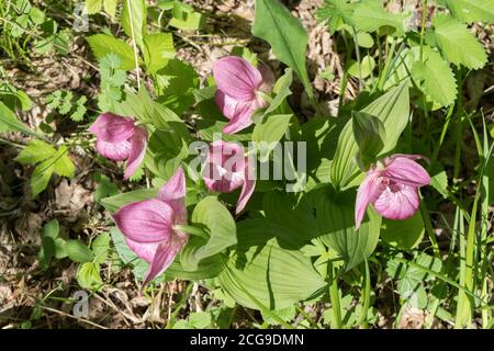 Vue de dessus de Bush d'espèces rares orchidées sauvages grandiflora Lady's Slipper (Cypripedium ventricosum) dans la forêt. Banque D'Images