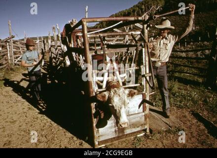 Vache dans un ranch de bétail sur chute dans le comté de Garfield, 1973 Colorad Banque D'Images