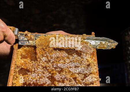 Le apiculteur retire les couvercles de cire des nids d'abeilles avant d'extraire le miel. Gros plan. Banque D'Images