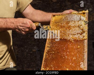 Le apiculteur retire les couvercles de cire des nids d'abeilles avant d'extraire le miel. Banque D'Images