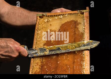 Le apiculteur retire les couvercles de cire des nids d'abeilles avant d'extraire le miel. Banque D'Images