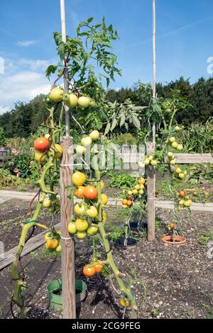 Jardin hollandais en automne avec tomates mûres Banque D'Images