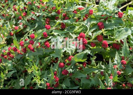 Épinards à la fraise ou épinards-framboise (lat. Blítum virgátum, Chenopódium foliósum) avec des baies mûres en été. Banque D'Images