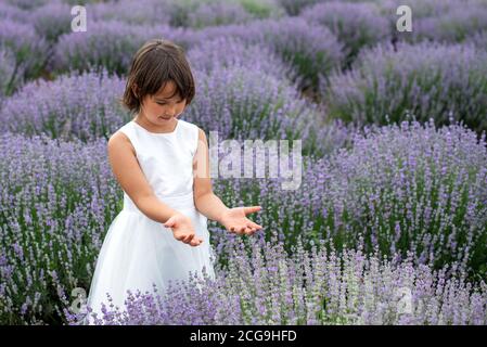 Adorable petite fille dans un champ de lavande Banque D'Images