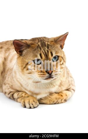 SEAL MINK TABBY Bengal chat domestique Banque D'Images