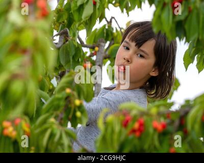 Une jolie fille cueillit des cerises dans un arbre lors d'une journée d'été. Banque D'Images