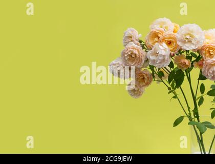 Un bouquet de roses rose pastel dans un vase en verre transparent sur fond jaune vif. Carte de vœux créative. Banque D'Images