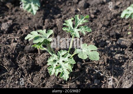 Le germe de pastèque pousse sur le lit de jardin. Banque D'Images