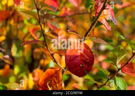 Orange rouge jaune brillant cotoneaster (Cotoneaster lucidus) laisse le fond Banque D'Images