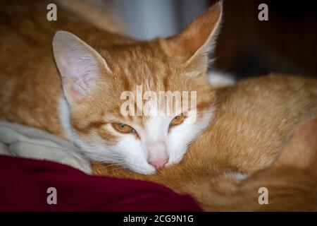 Jeune tabby rouge tom-chat dormant Banque D'Images