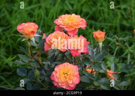 Roses roses roses et orange dans un jardin de campagne irlandais pendant L'été Banque D'Images