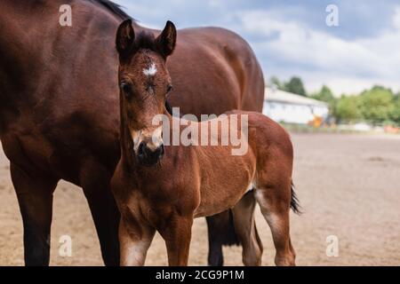 Adorable poulain avec sa mère à la ferme. Portrait d'un petit foal. Banque D'Images