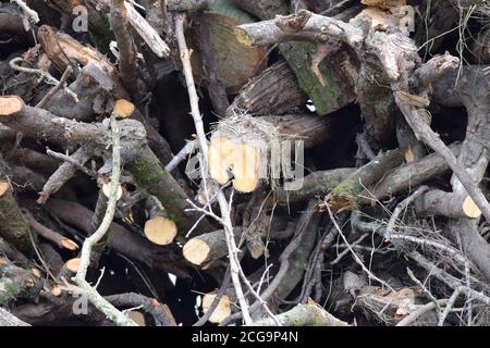 Bâtonnets, bois de chauffage en attente de coupe et de préparation en Irlande Banque D'Images