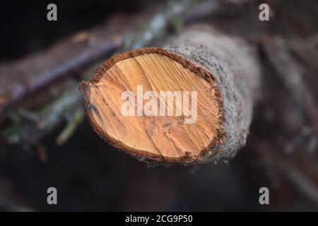 Bâtonnets, bois de chauffage en attente de coupe et de préparation en Irlande Banque D'Images