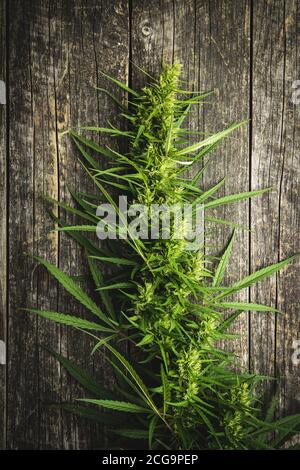 La marijuana bourgeon des fleurs de cannabis sur une table en bois. Vue de dessus. Banque D'Images