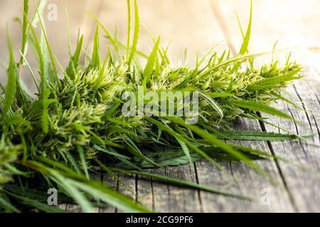 La marijuana bourgeon des fleurs de cannabis sur une table en bois. Banque D'Images