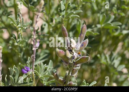 Légumineuse déhiscente à la chevelure verte, Arizona Lupin, Lupinus Arizonicus, Fabaceae, annuel indigène, Parc national de Joshua Tree, désert de Mojave du Sud. Banque D'Images