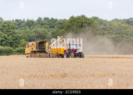 Woodbridge, Suffolk, Royaume-Uni août 02 2020 : la moissonneuse-batteuse récolte du blé mûr - agriculture, agriculture, alimentation, concept de récolte Banque D'Images