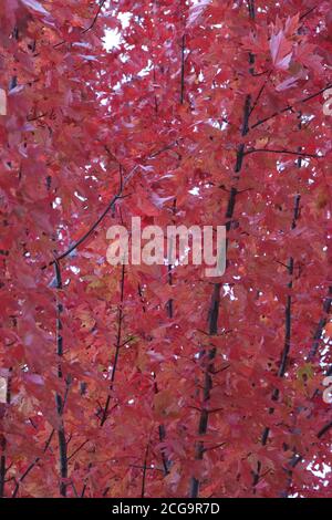 Les feuilles rouges brillantes d'un érable au coucher du soleil à l'automne dans le Wisconsin, États-Unis Banque D'Images